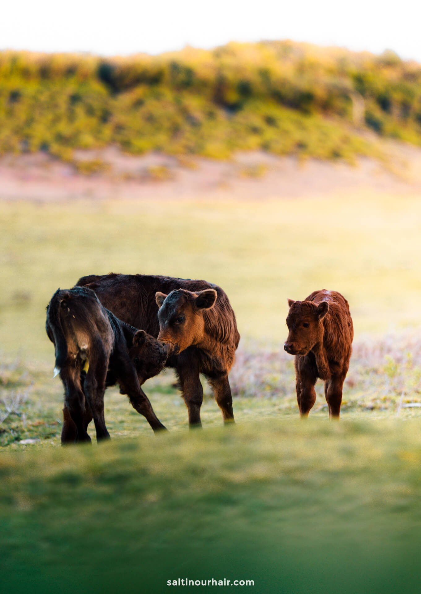 cows madeira