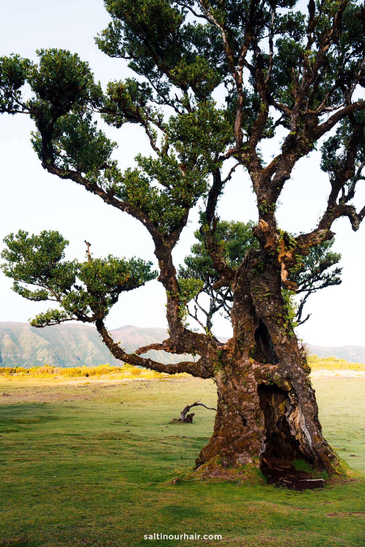 fanal forest magical tree