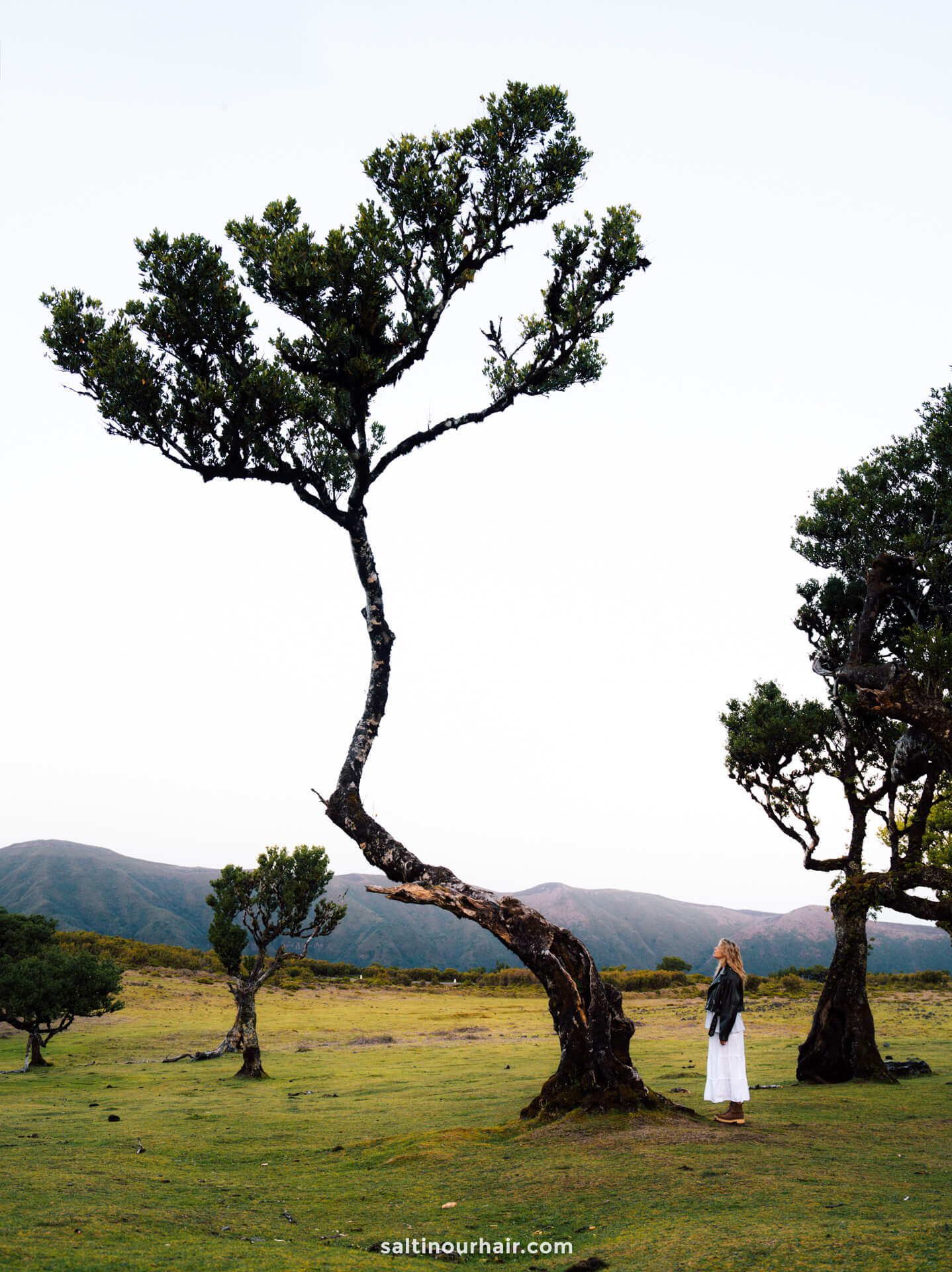 magical tree fanal forest madeira