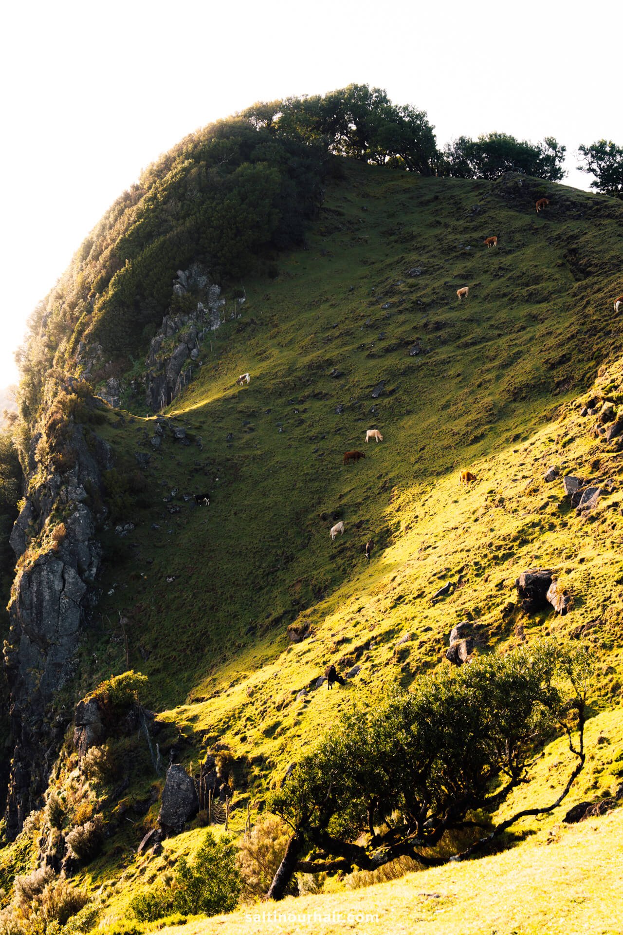 madeira cliffside fanal forest