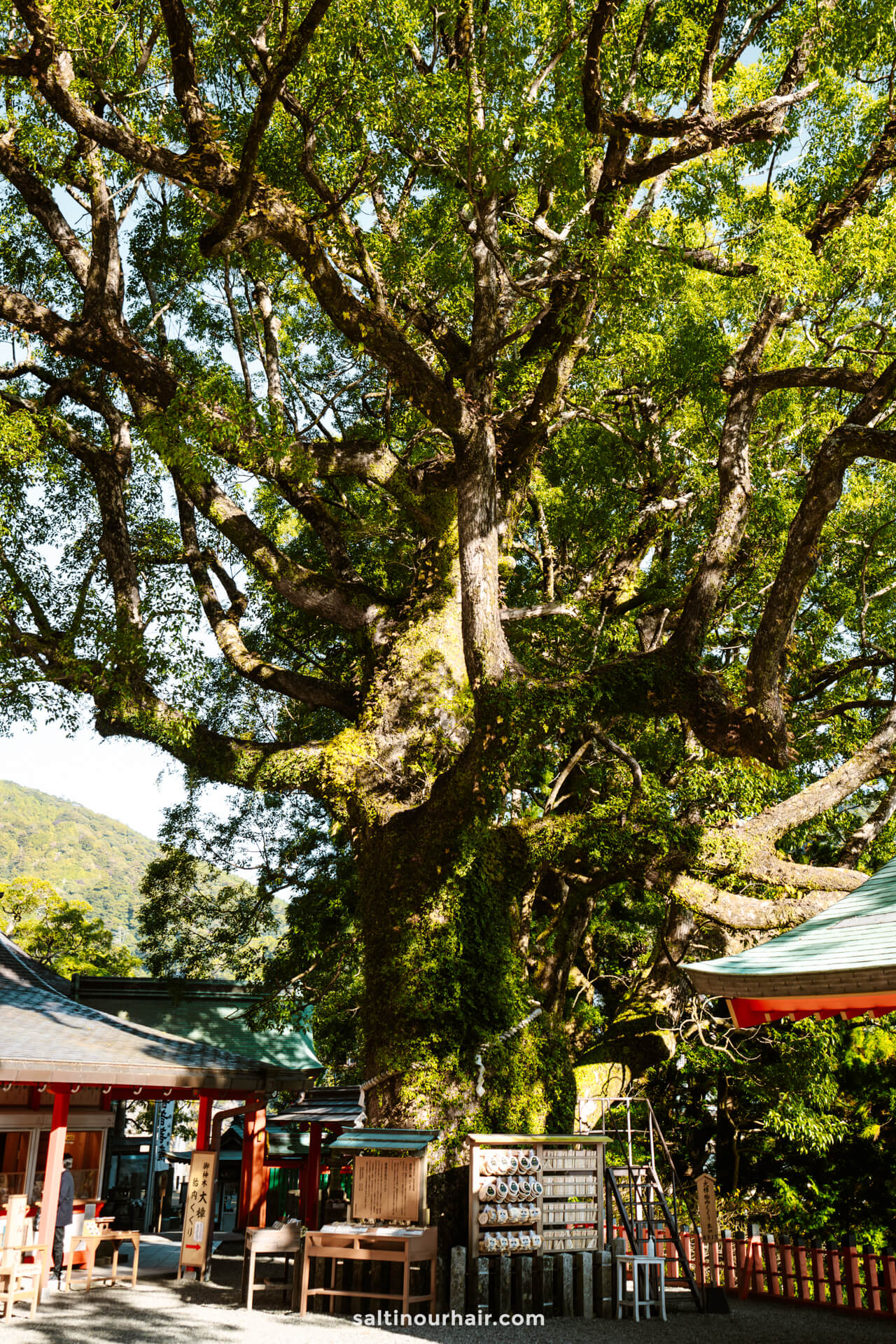 sacred tree nachi falls japan