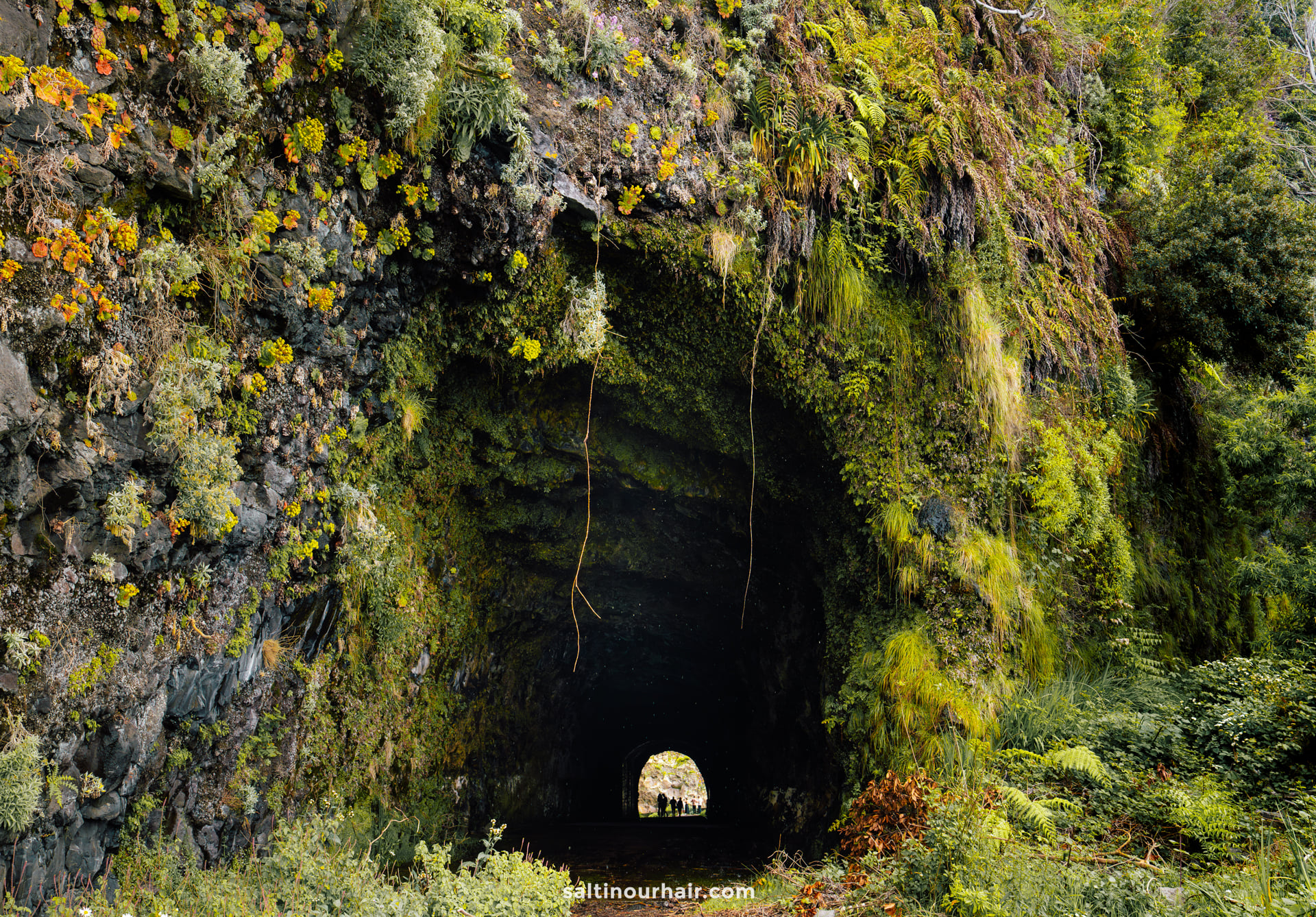 A moss-covered tunnel entrance in a rocky hillside, with lush vegetation growing around and inside the tunnel; daylight visible at the far exit—one of the highlights along the best hikes Madeira has to offer.