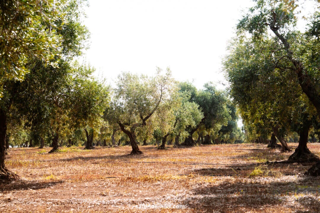 olive oil tasting corfu