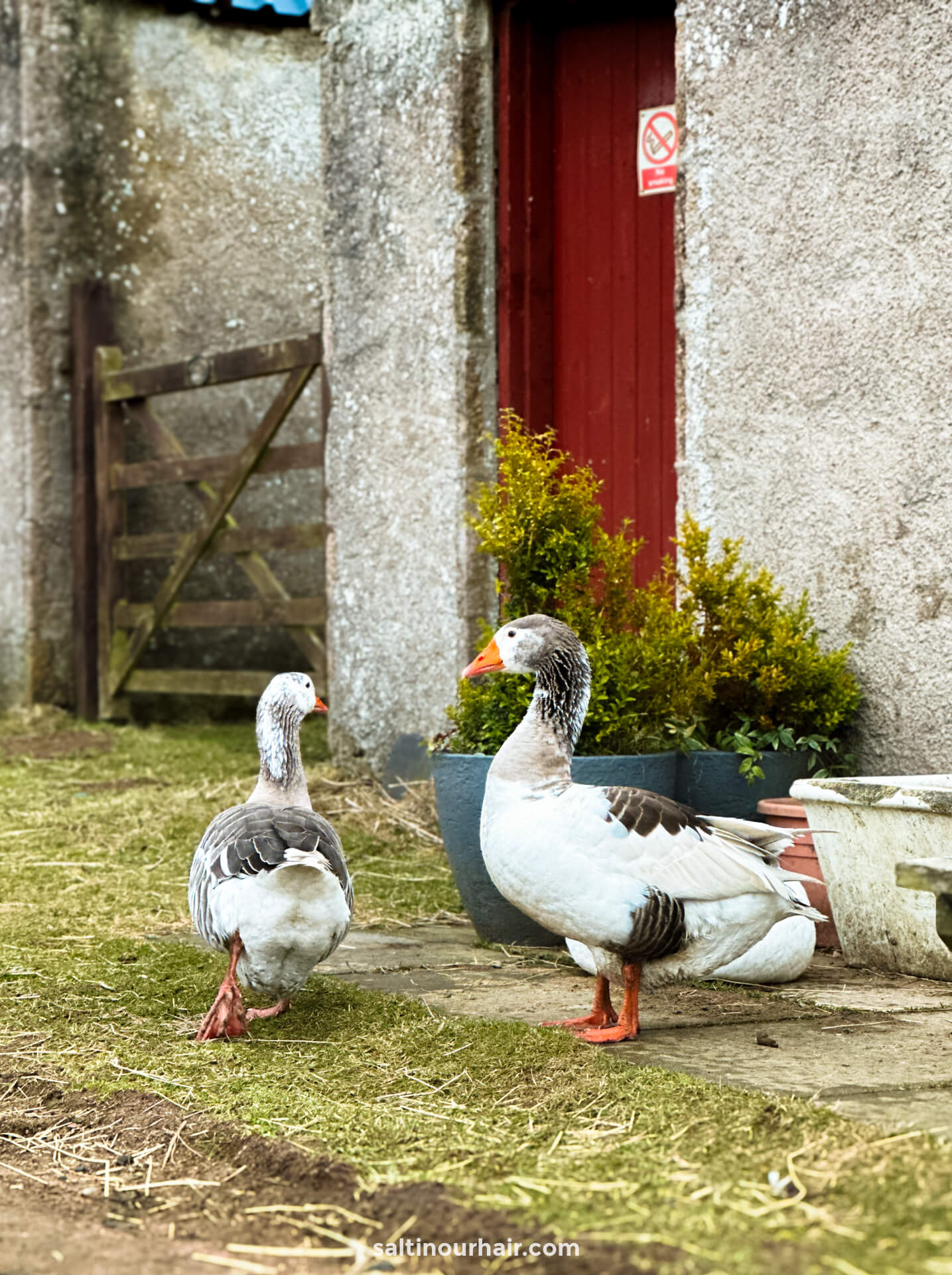 gees farm scotland