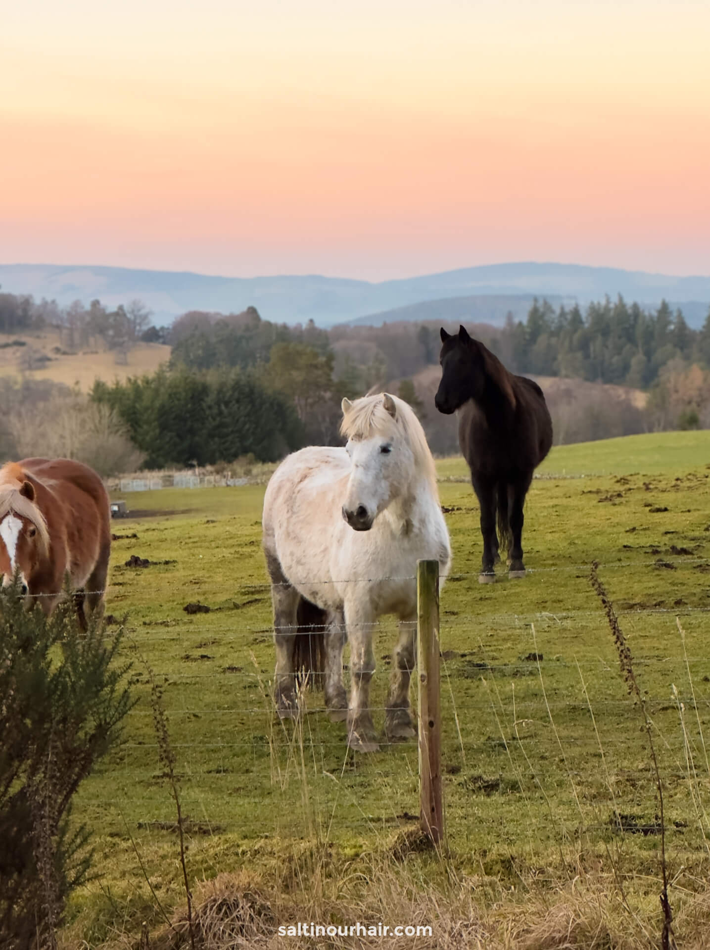 horses in field sunset scottish highlands 