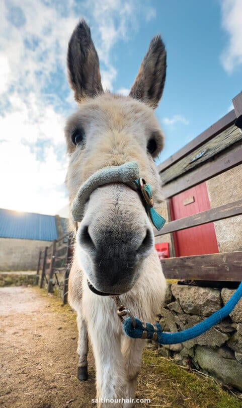 horseback riding scotland donkey