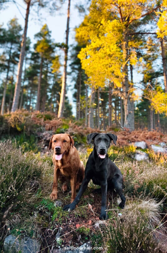 brown and black cute labrador dogs scotland highlands unbridled