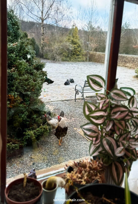 cottage scotland window view chickens