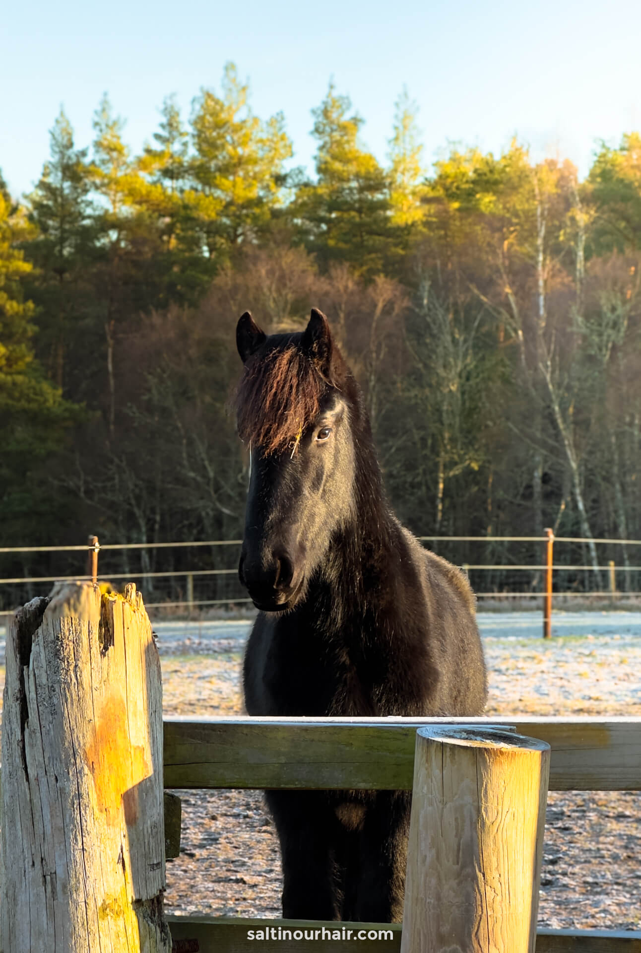 friesian foal highlands unbridles scotland