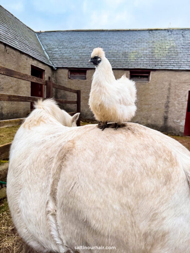 chicken on horseback