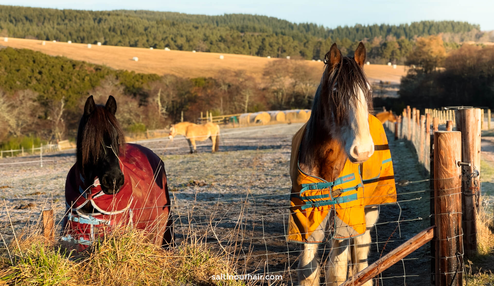 horses at farm in scotland