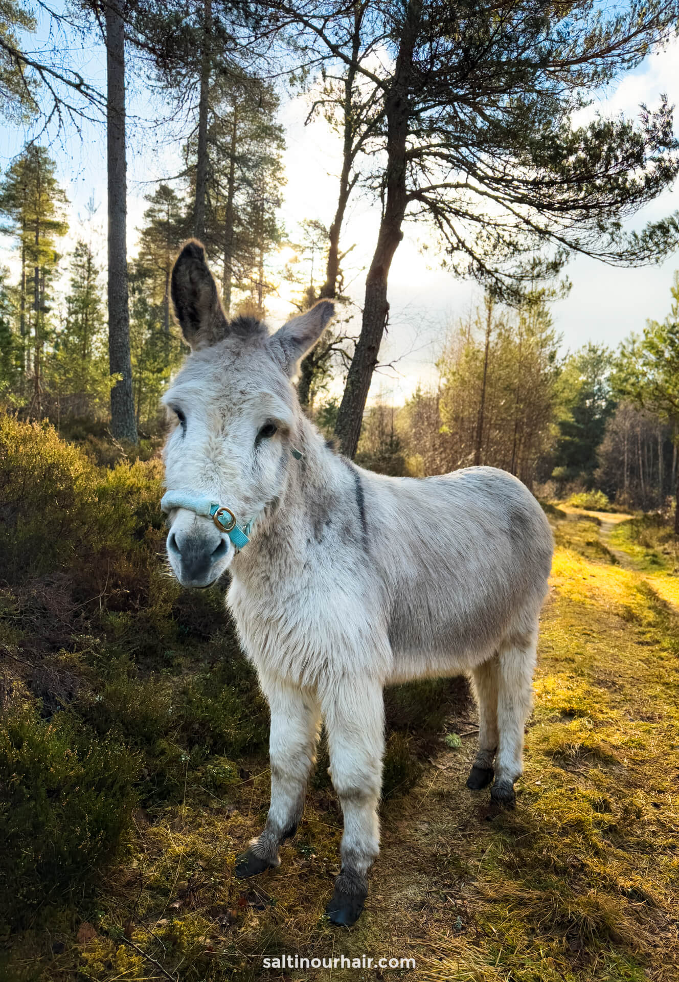 cute white donkey