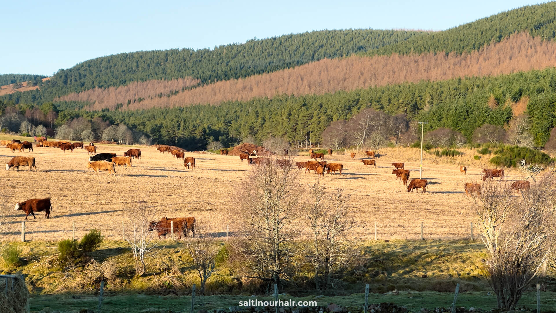 cows scotland