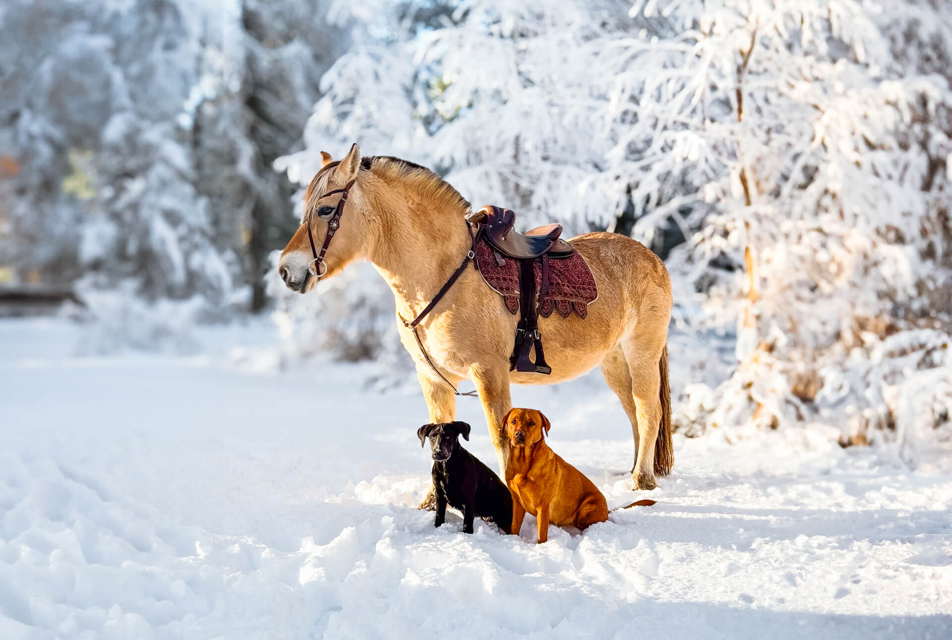 highlands unbridles horseback riding scotland snow