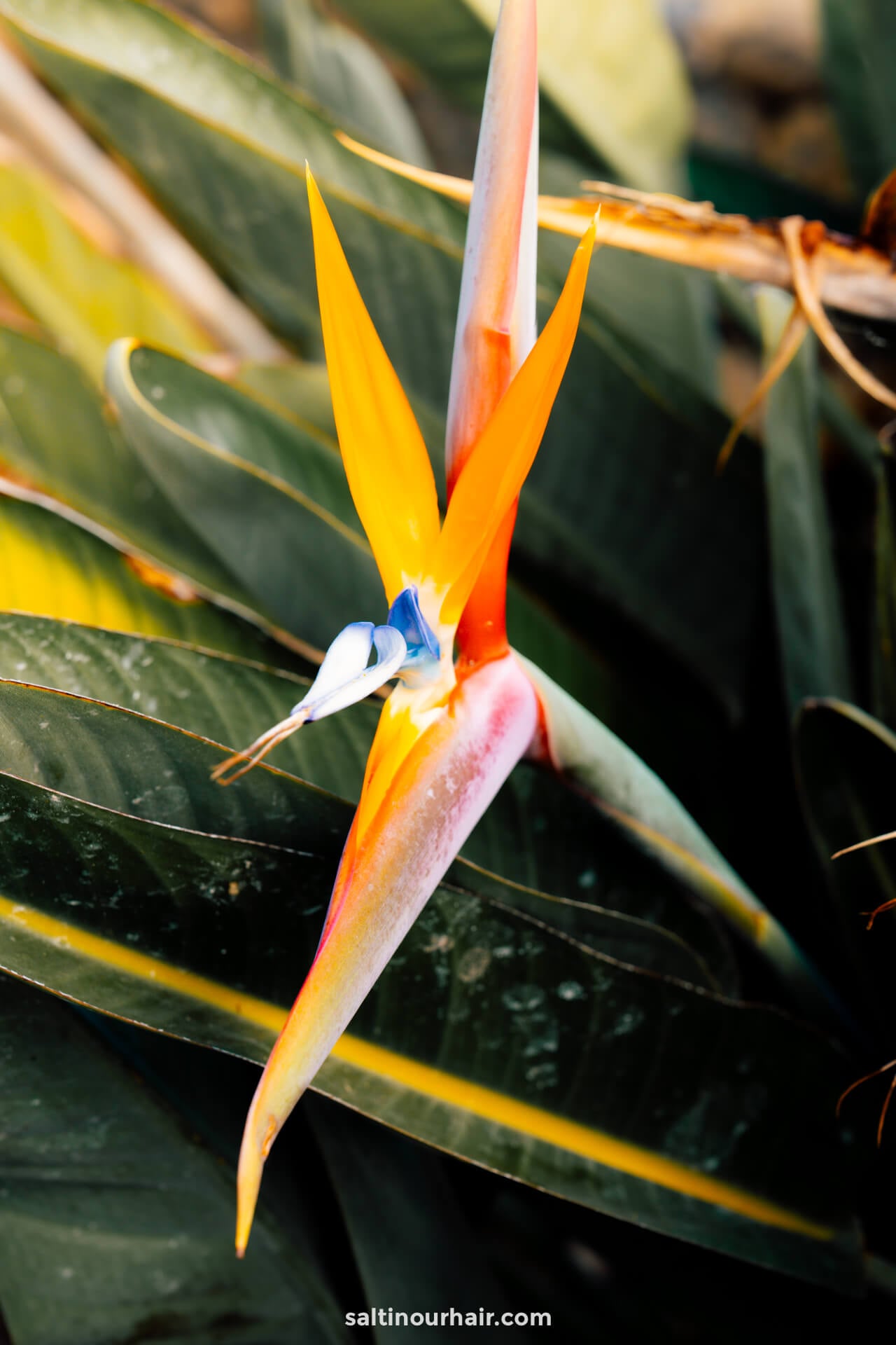 Close-up of a vibrant bird of paradise flower with orange, blue, and white petals from the Botanical Gardens of Merano Dolomites Italy.