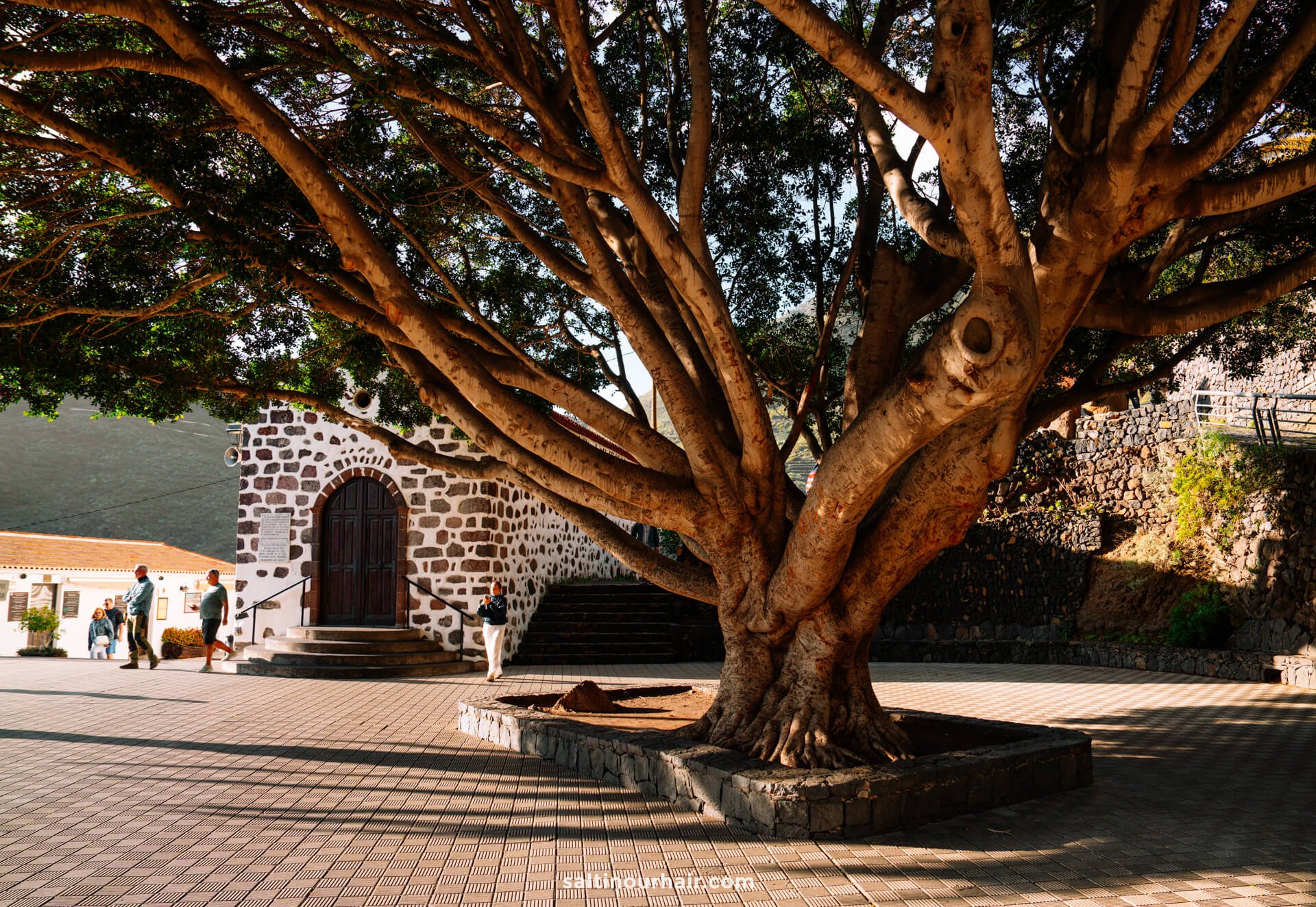 A large tree with wide branches stands in a paved courtyard near a stone building with an arched wooden door in Masca, Tenerife; people stroll in the background.