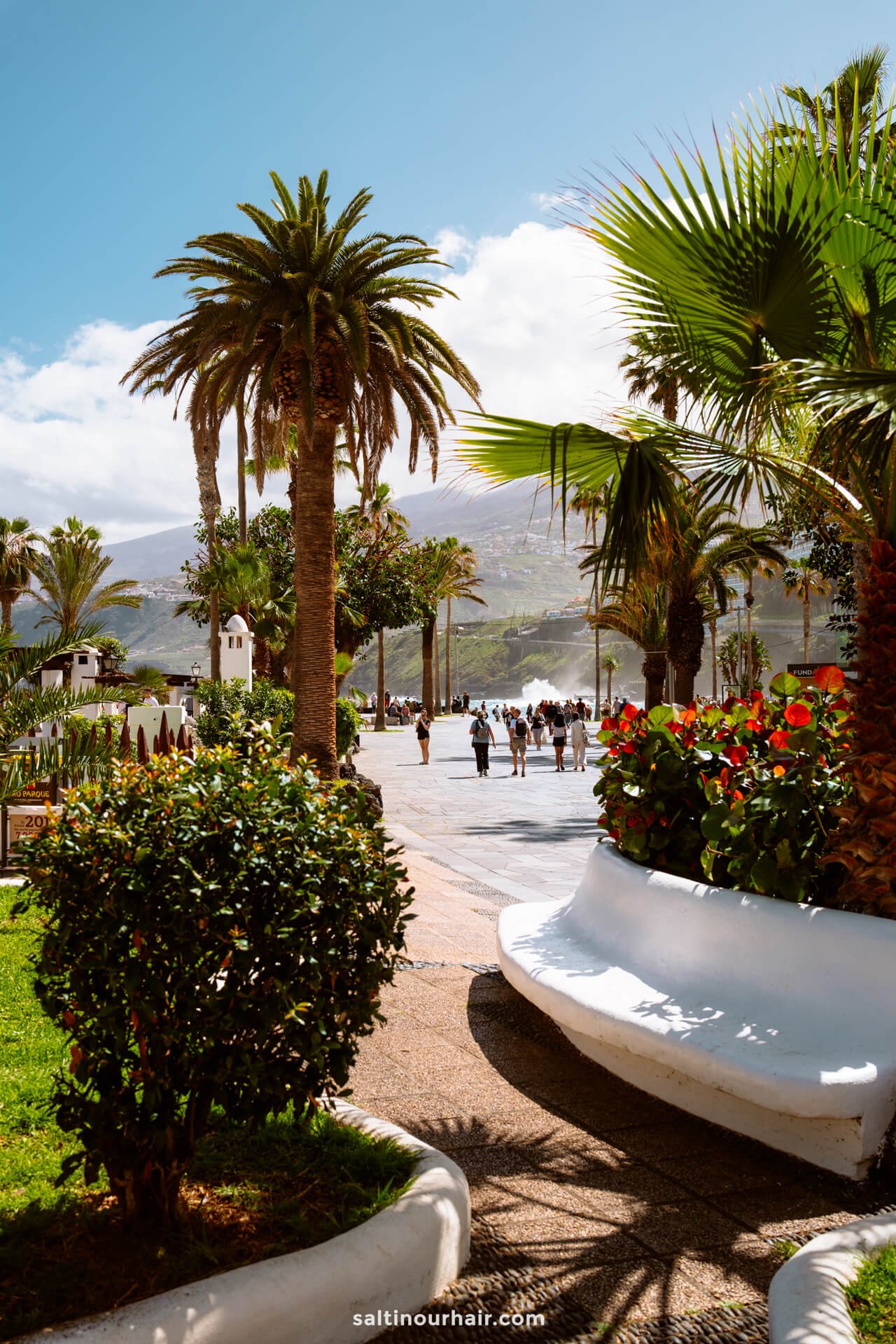 A sunny promenade in Puerto de la Cruz, lined with palm trees, benches, and bushes along the Paseo de San Telmo, where people stroll with mountains visible in the background.