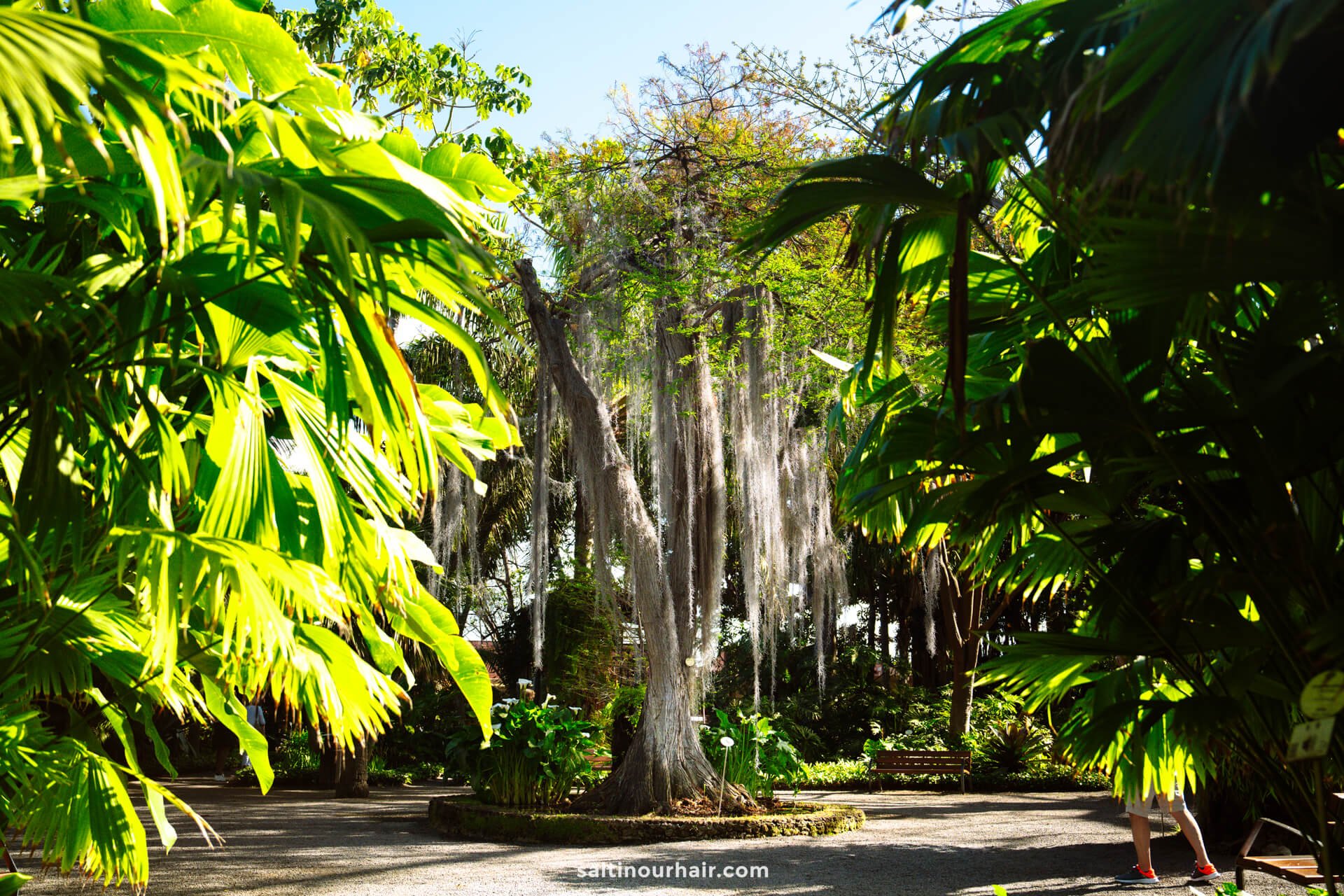 A sunlit garden in Puerto de la Cruz features a central tree draped in hanging moss, surrounded by lush green foliage and a winding stone pathway.