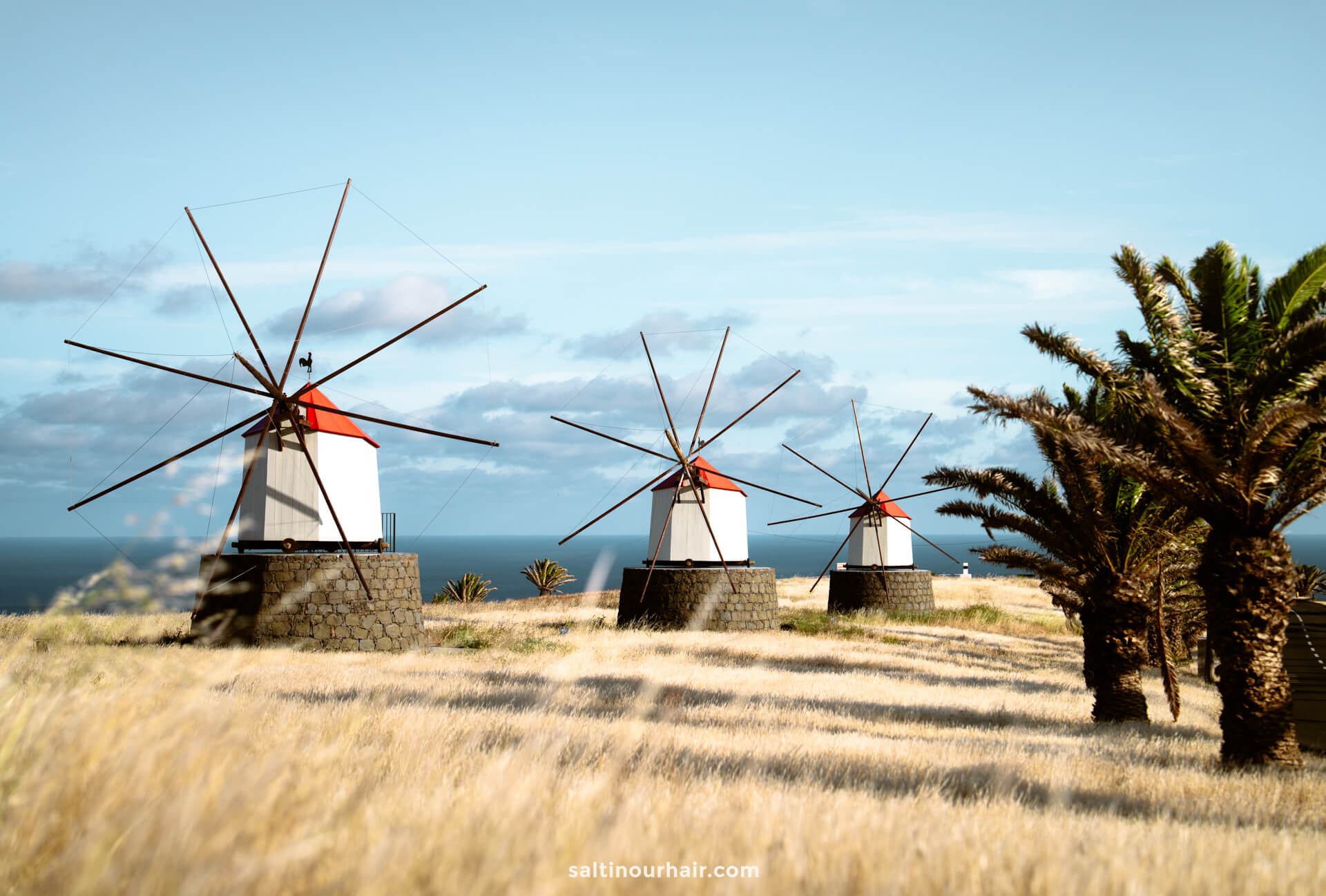 Three traditional windmills with red roofs stand in a grassy field near the coast of Porto Santo, with palm trees and the ocean in the background under a blue skyâ€”a scenic highlight among things to do in Porto Santo.