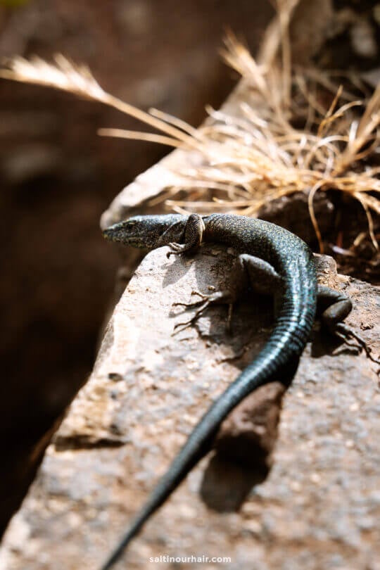 A lizard with a long tail rests on a sunlit rock near dry grass, adding to the natural charm and wildlife you can spot among the many things to do in Porto Santo.