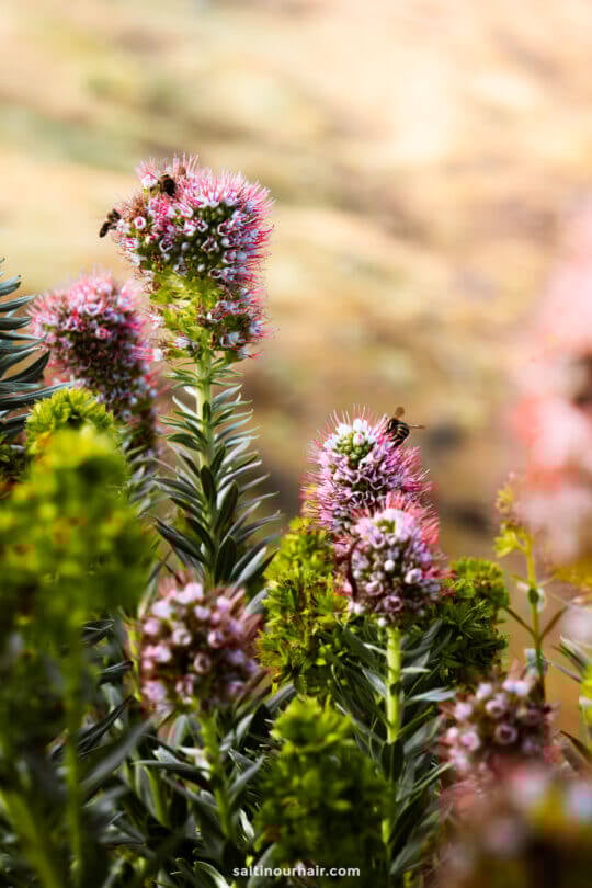 Several bees collect nectar from tall, spiky pink and purple flowers with green leaves, set against a blurred outdoor backgroundâ€”a charming sight you might enjoy while exploring things to do in Porto Santo.