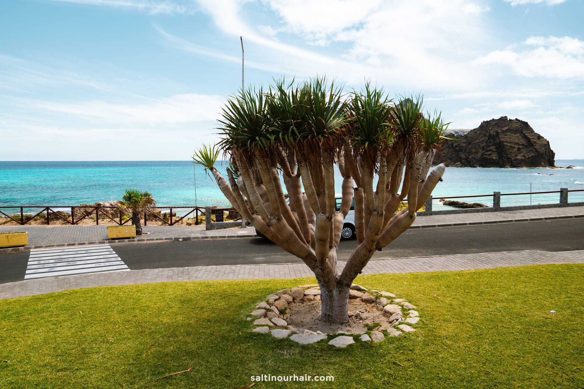A thick-trunked tree stands on a grassy lawn beside a coastal road in Porto Santo, with the turquoise ocean and a rocky outcrop in the backgroundâ€”capturing the islandâ€™s beauty and inspiring things to do in Porto Santo.