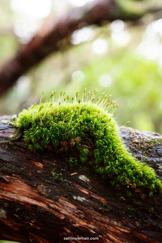 Close-up of green moss growing on a fallen tree branch along the PR17 Madeira trail, with blurred greenery creating a lush forest backdrop.