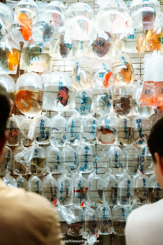 Rows of plastic bags filled with colorful fish hang on a wall display, with handwritten blue labels&mdash;a unique sight among the things to do in Hong Kong.