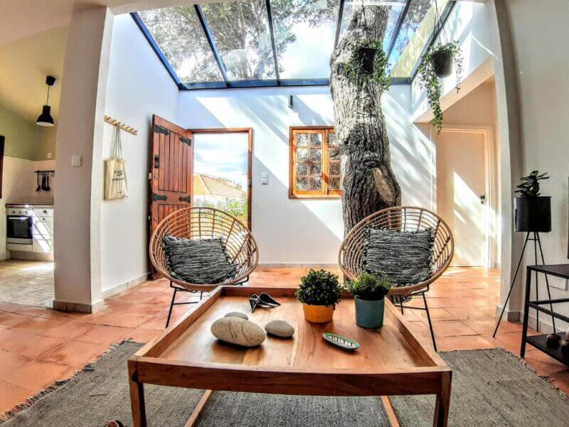 A bright Beach Tree House living room with two wicker chairs, a wooden coffee table adorned with plants and stones, and a large tree trunk growing through the floor and glass ceiling. The kitchen is visible in the background, evoking Porto Santo’s natural charm.