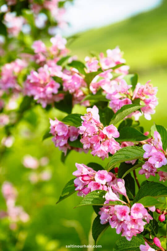 Close-up of a branch with clusters of pink flowers and green leaves, set against a blurred green outdoor background