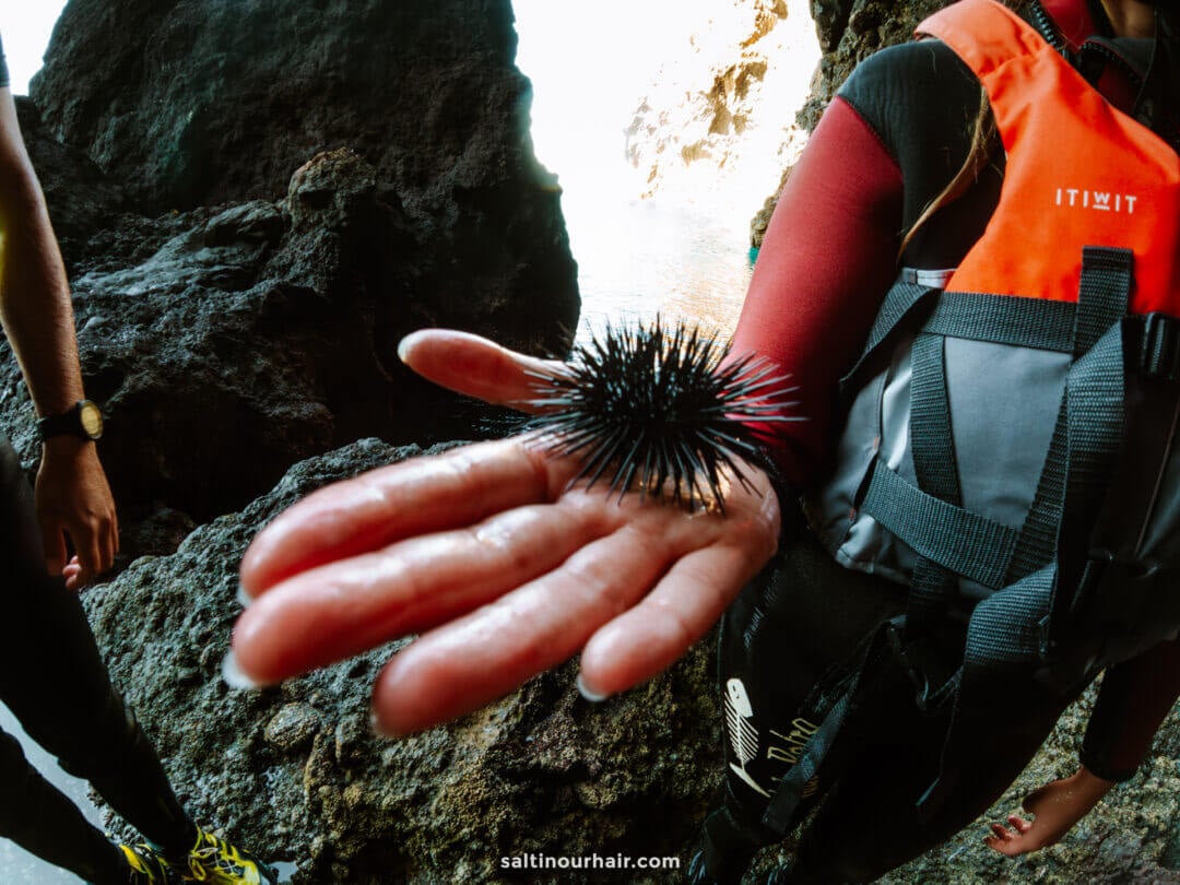 A person in a wetsuit holds a black sea urchin in their wet hand near rocky terrain by the water, capturing a unique moment from coasteering Madeira.