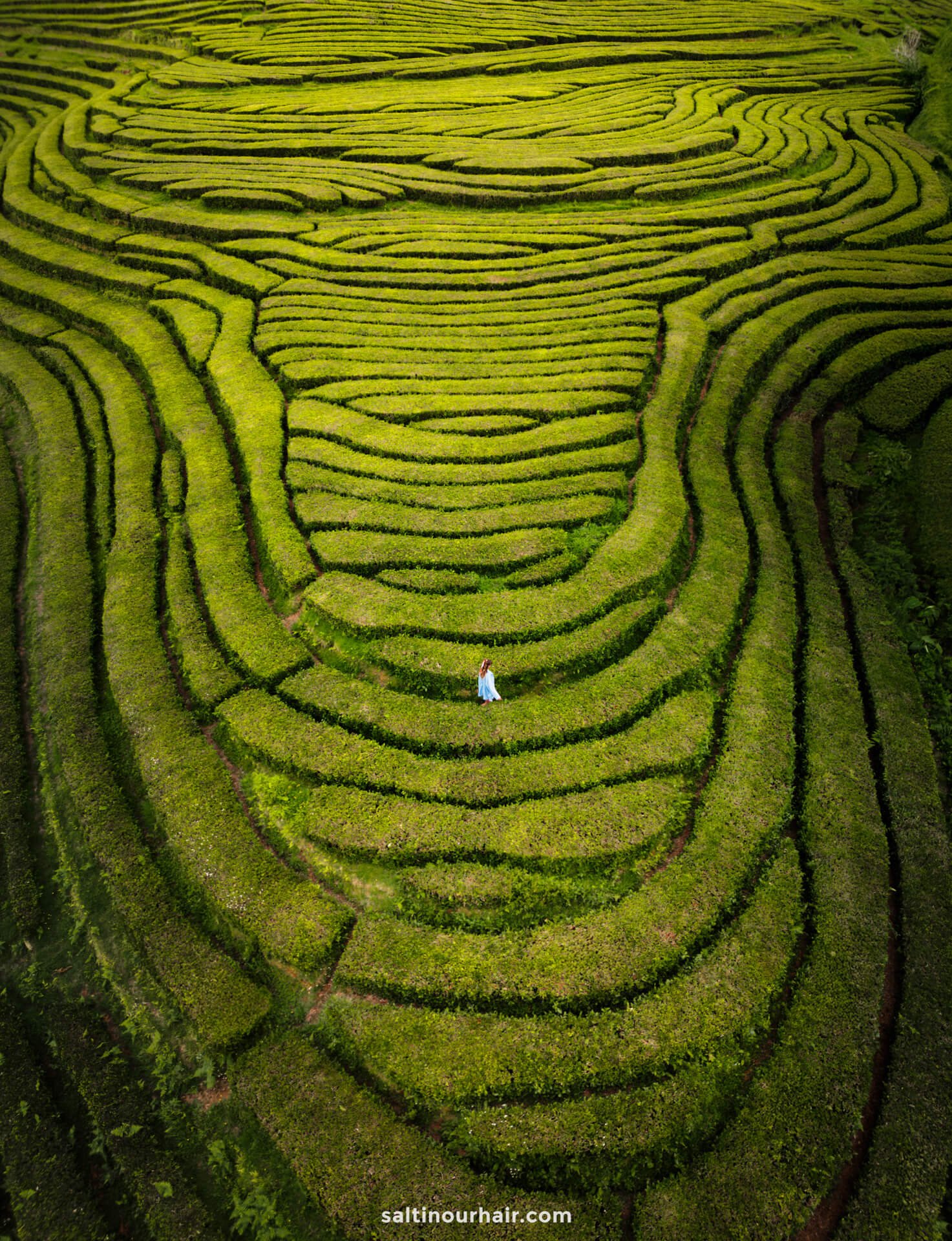 A person in blue stands in the middle of vibrant green terraced tea fields, viewed from aboveâ€”a scene reminiscent of the stunning landscapes youâ€™ll discover among the top things to do in SÃ£o Miguel, Azores