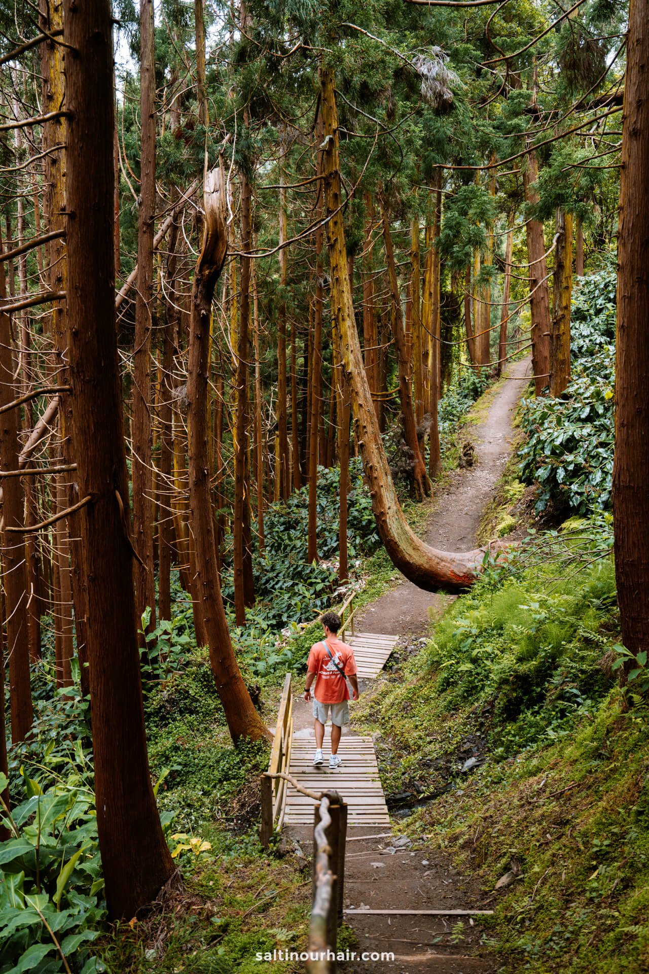 A man walking on a wooden path through a dense forest with tall trees and green foliageâ€”one of the serene things to do in SÃ£o Miguel, Azores