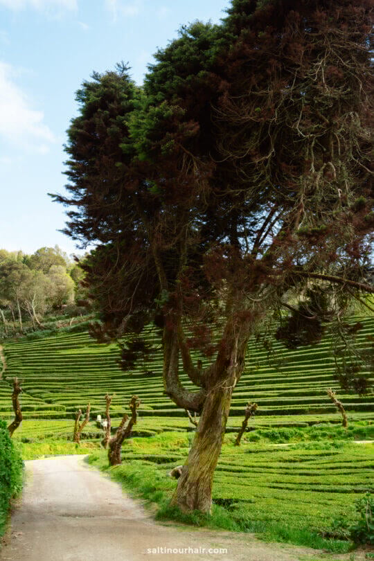A dirt path curves beside a large tree with twisted branches, surrounded by green terraced fields and forested hills under a blue skyâ€”a picturesque scene among the many things to do in SÃ£o Miguel.