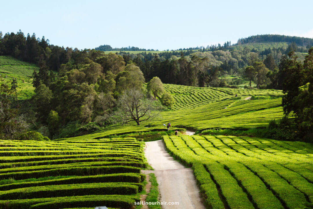 A dirt path winds through neatly arranged green tea plantations with hills and trees in the background under a clear sky—one of the unique hikes in São Miguel.
