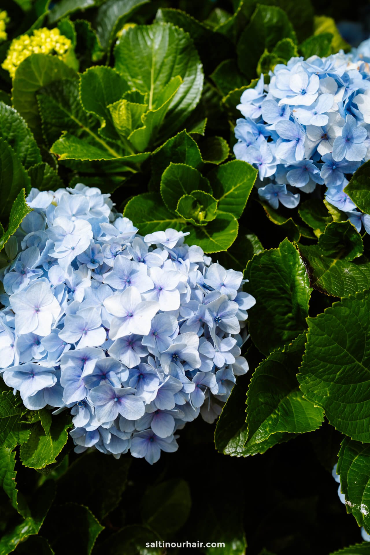 Light blue hydrangea flowers surrounded by lush green leaves in bright sunlight