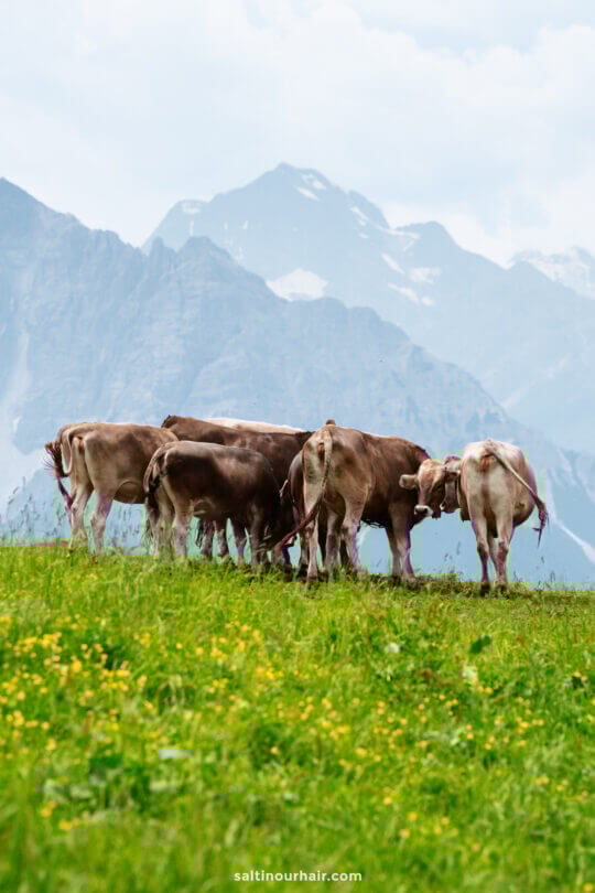 A group of cows grazing on green grass with mountains in the background, showcasing the idyllic alpine scenery that makes exploring local farms one of the relaxing things to do in Innsbruck.