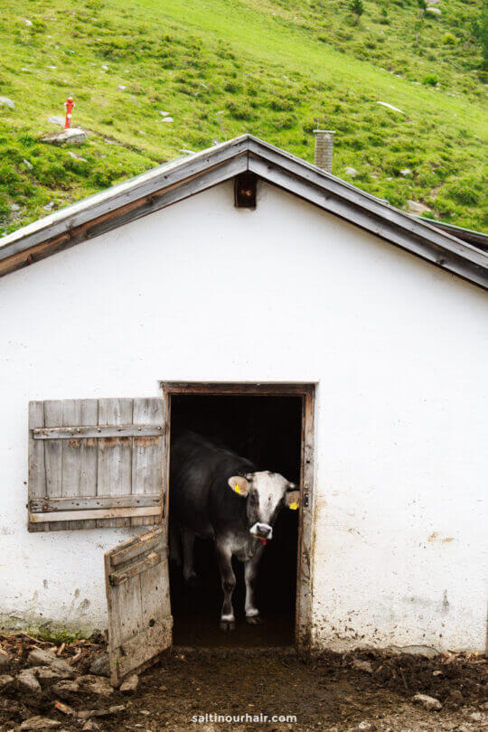 A cow stands in the doorway of a small white barn with a wooden door, set against a green grassy hillsideâ€”reminiscent of rural landscapes you might explore among the things to do in Innsbruck.