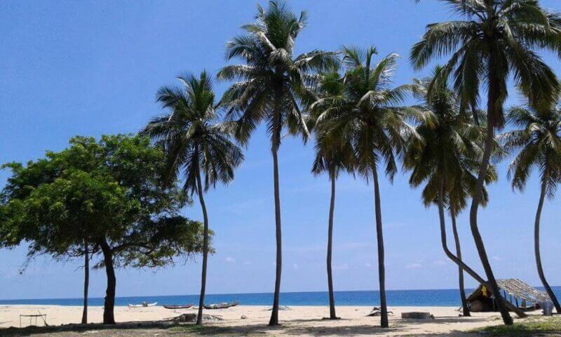 Palm trees and a leafy tree stand on the sandy shores near Naaval Beach Villa in Batticaloa, with boats resting by the blue ocean and a clear sky overhead.