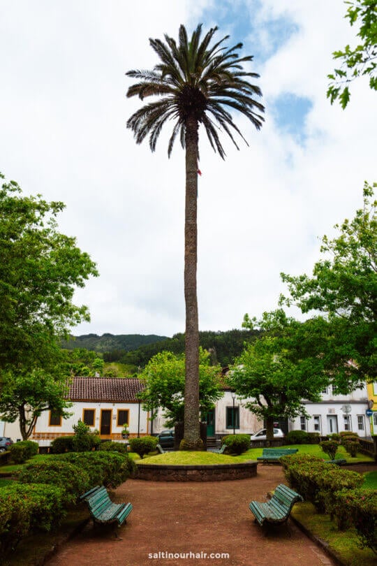 A tall palm tree stands in the center of a small park with benches, green shrubs, and surrounding buildings —one of the views in Furnas, Azores.