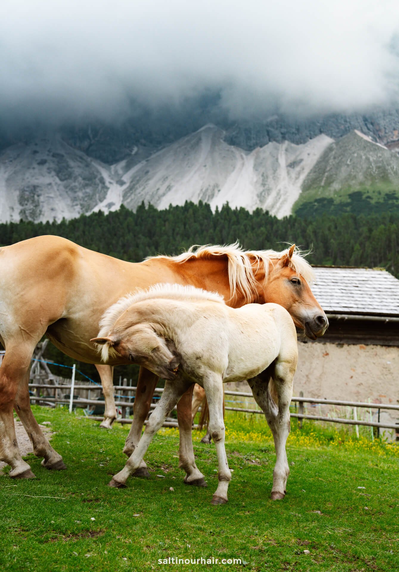 Two light-colored horses stand close together on a grassy field, one nuzzling the other; mountains and a cloudy sky are in the background—capturing peaceful moments among the many things to do in the Dolomites.