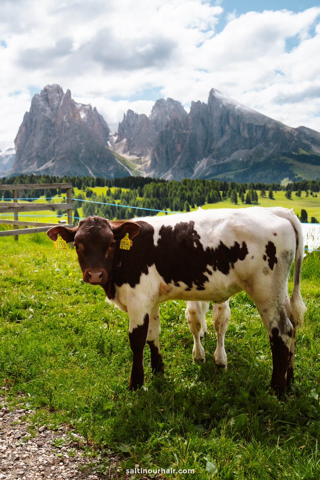 A black and white calf stands on green grass in front of a wooden fence with mountains and pine trees in the background on the scenic Alpe di Siusi, dolomites italy