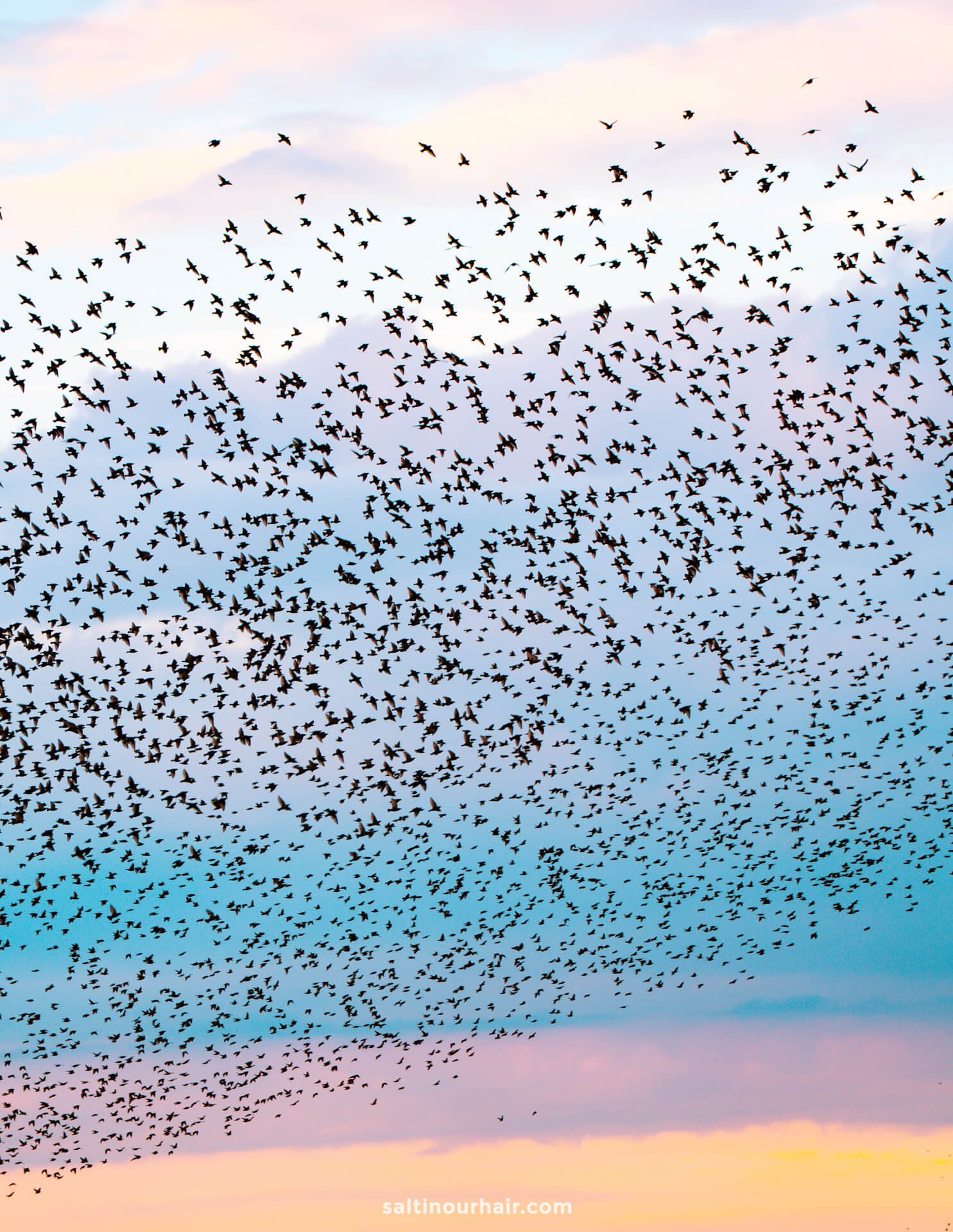 A large flock of birds flies across a colorful sky at sunset, with shades of blue, pink, and orange in the background—capturing a moment as magical as any view on your Denmark itinerary.
