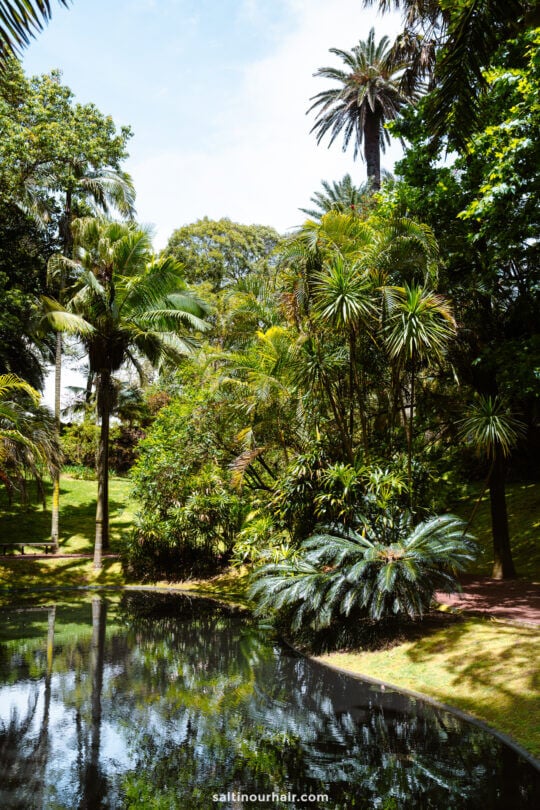A small pond at Jardim Bot&acirc;nico Ant&oacute;nio Borges reflects surrounding palm trees and dense green vegetation 