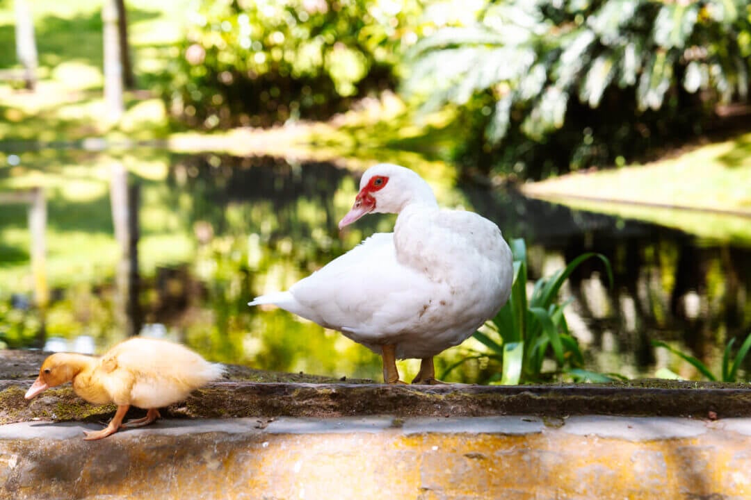 A white duck and a yellow duckling stand on a stone ledge near a pond at Jardim Bot&acirc;nico Ant&oacute;nio Borges ponta delgada azores