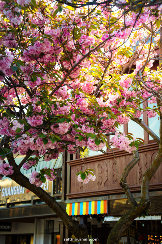 Branches of a tree with pink blossoms in front of a building with wooden details and a colorful striped awning&mdash;perfect for capturing the charm you