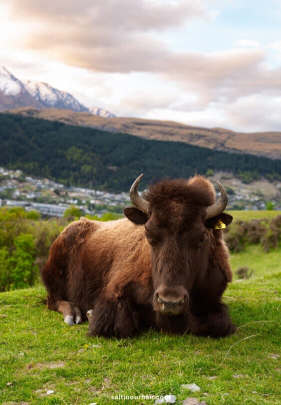 A bison with curved horns is lying on green grass in Deer Park Heights, surrounded by hills, trees, and snow-capped mountains under a partly cloudy sky&mdash;a scene reminiscent of the natural beauty among the things to do in Queenstown.