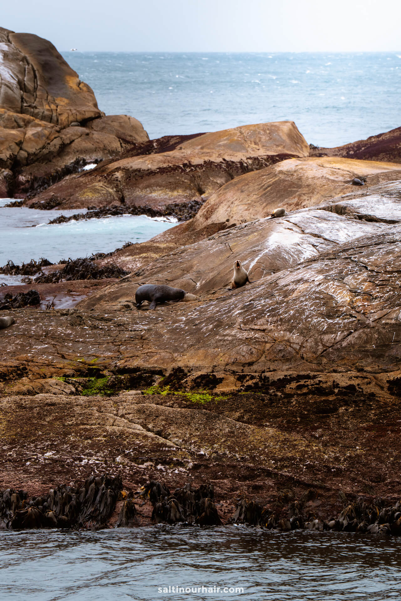 Two seals rest on large, rocky coastal terrain with patches of seaweed near the ocean&mdash;just the kind of serene scene you might spot during an overnight cruise of Doubtful Sound, New Zealand.