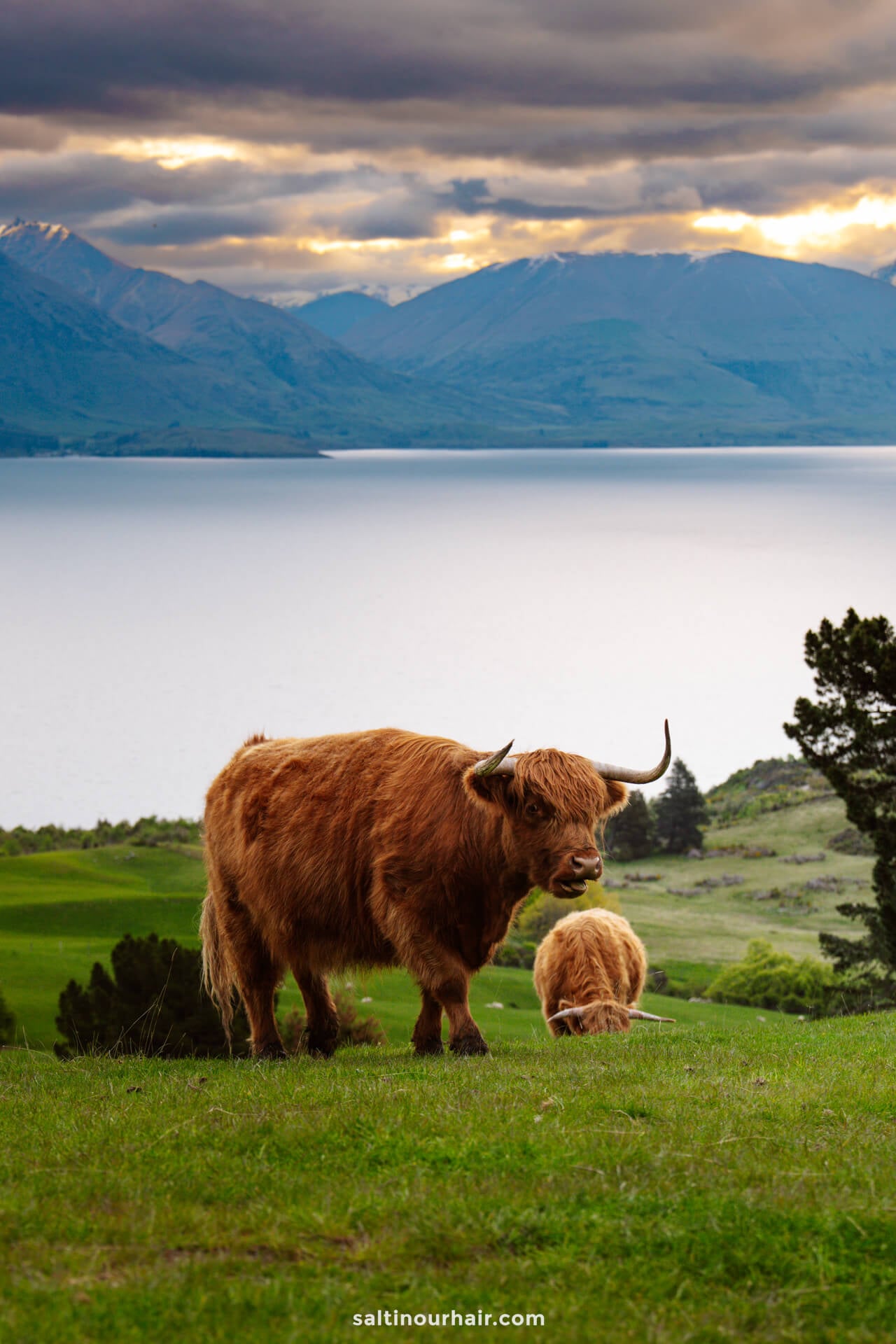 A Highland cow on green grass  at Deer Park Heights with a lake and mountains in the background under a cloudy sky, offering a glimpse of the scenic beauty among the many things to do in Queenstown, new zealand