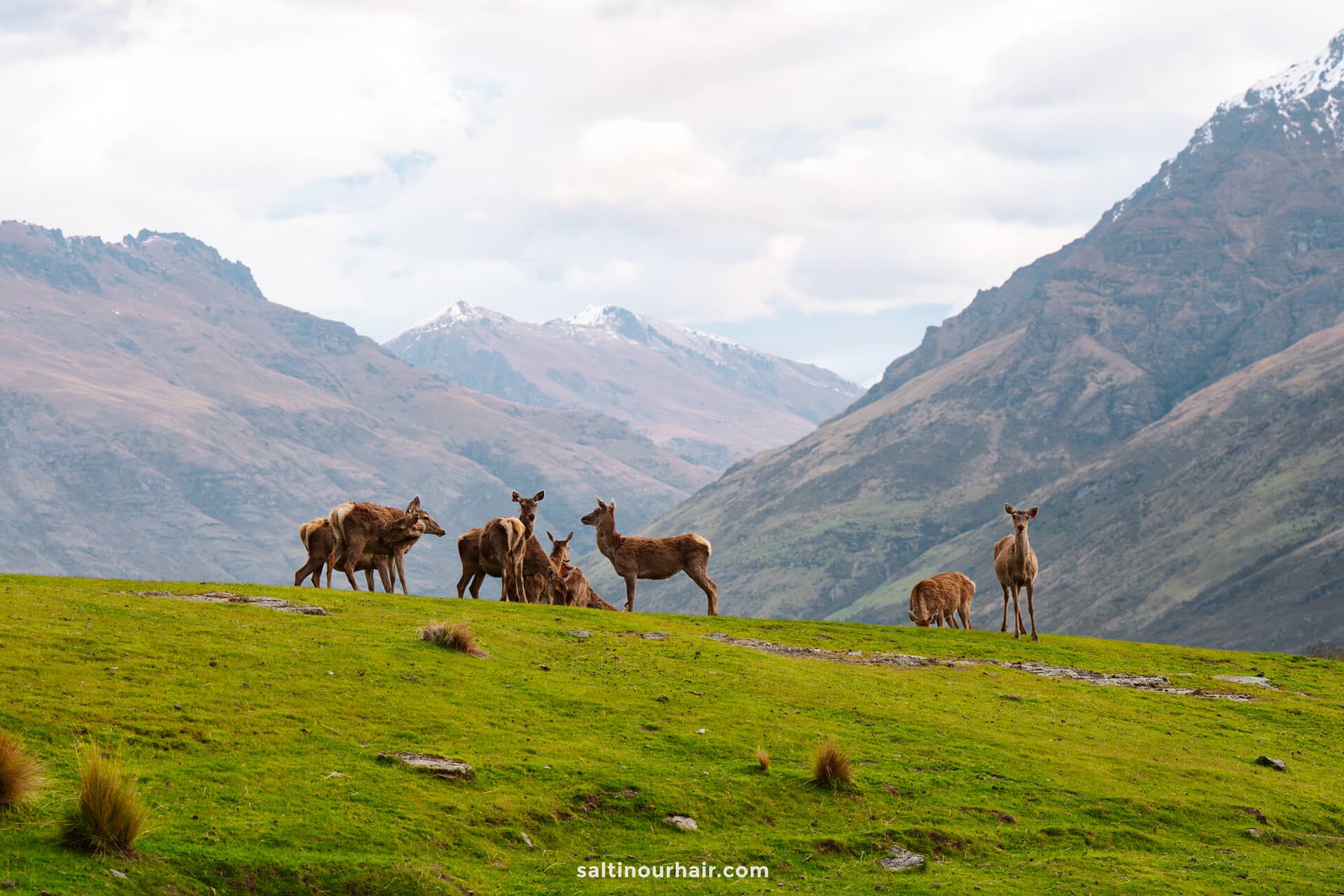 A group of deer stands and grazes on a grassy hill at Deer Park Heights with mountains in the background under a cloudy sky, offering a serene glimpse of nature&mdash;one of the peaceful things to do in Queenstown, new zealand